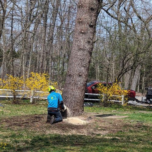 doing tree service work in Arlington