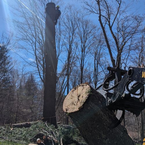 tree removal Arlington MA