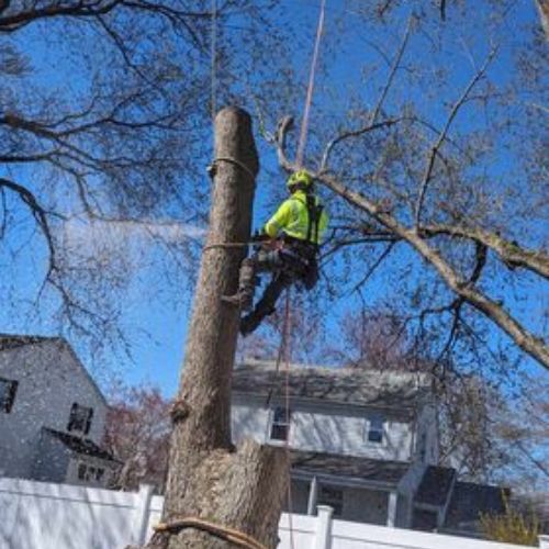 tree service company in Arlington