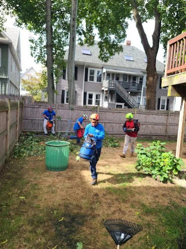 Tree and Shrub Planting Tips for Boston Gardens