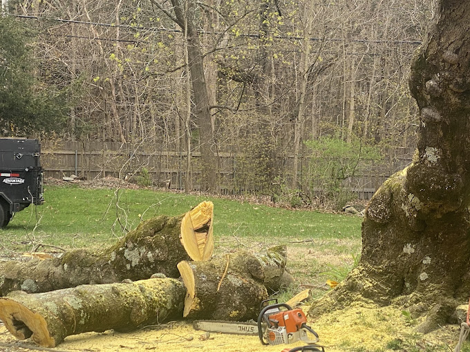 Why Professional Tree Service is Important in Waltham, MA