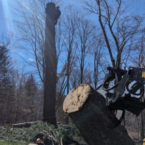 Tree Trimming Service Wellesley, MA