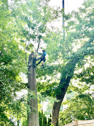 How Often Should Trees Be Trimmed: Factors and Signs?