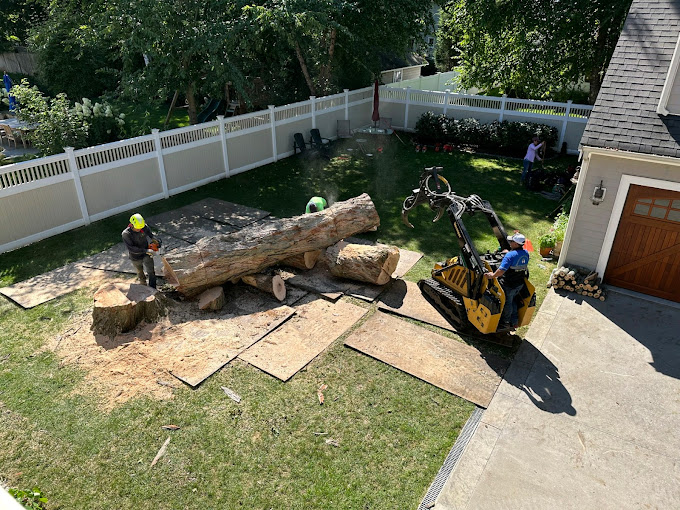 Why You Need a Certified Arborist for Tree Care in Waltham, MA