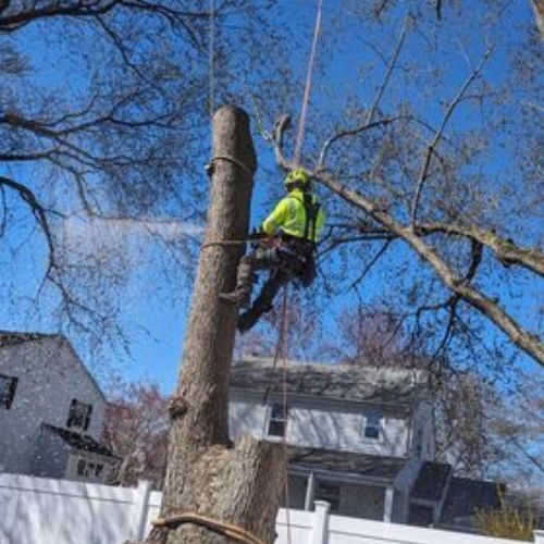 arborist Waltham MA