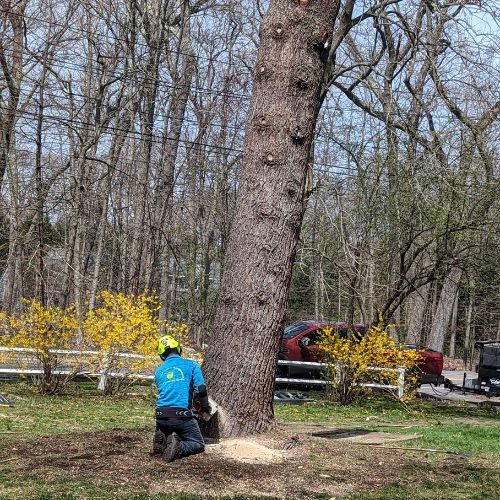 tree service Waltham MA