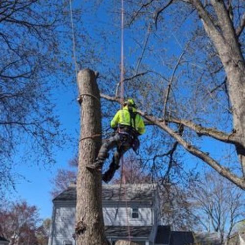 tree service company in Waltham